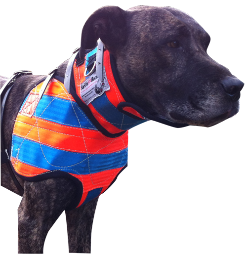 Pig sales dog collars