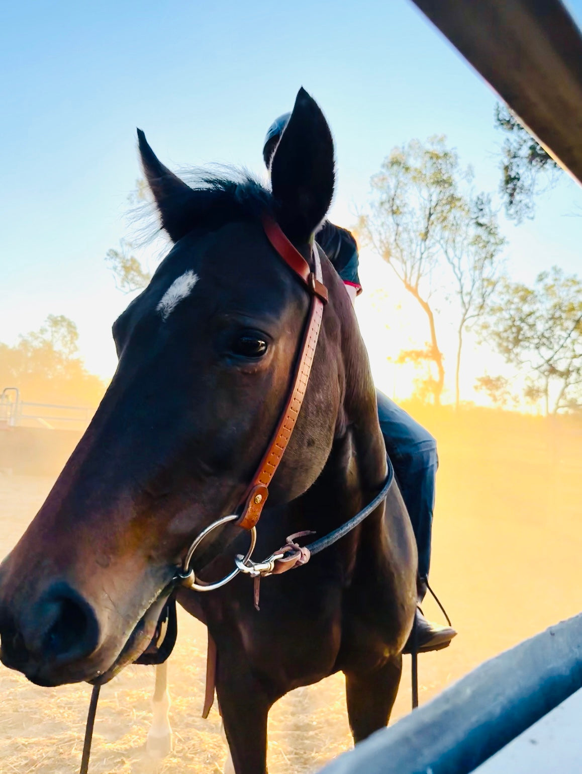 Leather one-ear bridle