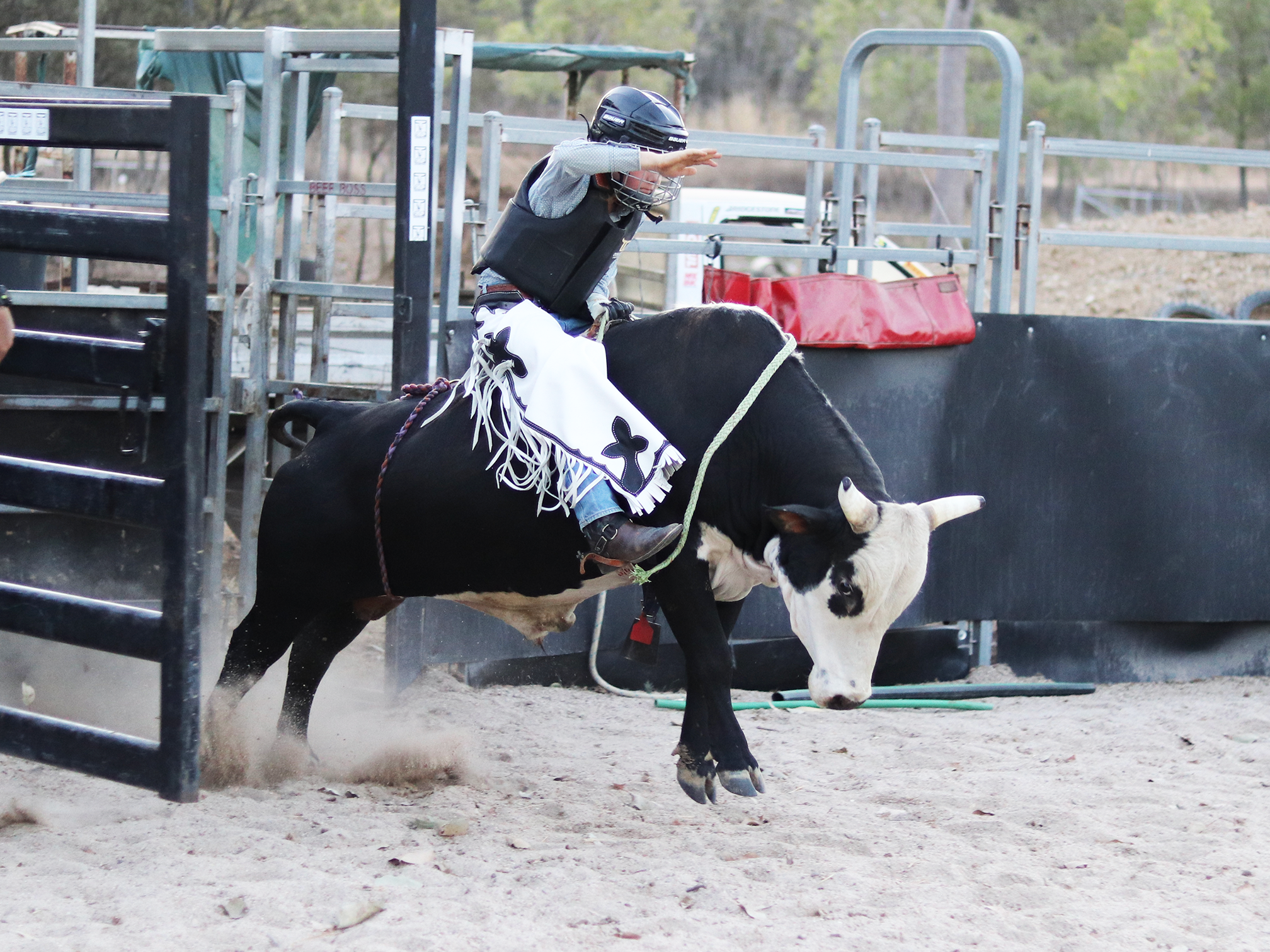 WDS Pro Rodeo Chaps